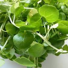 imagem de AGRIÃO DA TERRA KAKAU VERDES 100G